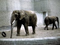 London Zoo - Elephants